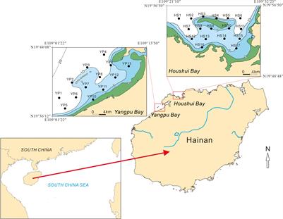 Assessing the effects of heavy metals and polycyclic aromatic hydrocarbons on benthic foraminifera: The case of Houshui and Yangpu Bays, Hainan Island, China